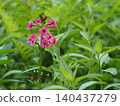 Wildflowers - Primula japonica (Mt. Irikasa) 140437279