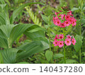 Wildflowers - Primula japonica (Mt. Irikasa) 140437280