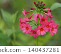 Wildflowers - Primula japonica (Mt. Irikasa) 140437281