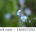 Wildflowers - Forget-me-not (Mt. Irikasa) 140437282