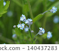 Wildflowers - Forget-me-not (Mt. Irikasa) 140437283