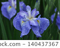 日本鳶尾（花菖蒲） 140437367
