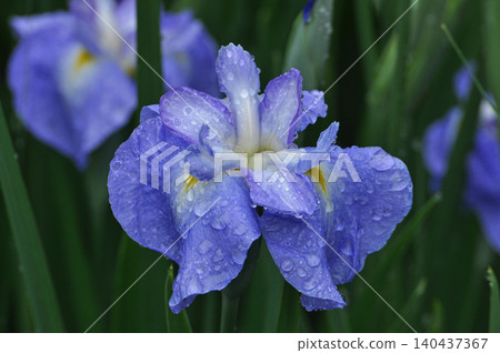 日本鳶尾(花菖蒲) 日本鳶尾(花菖蒲) 140437367