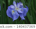 日本鳶尾（花菖蒲） 140437369