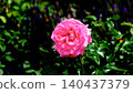 Dark pink roses 140437379