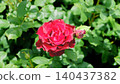 Beautiful red roses 140437382