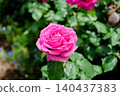 Dark pink roses 140437383