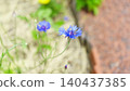 Blue cornflowers 140437385