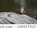 Kingfisher takes flight 140437422