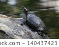 Turtle drying on a rock 140437423