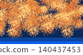 Fireworks blooming in the night sky (background material) 140437453