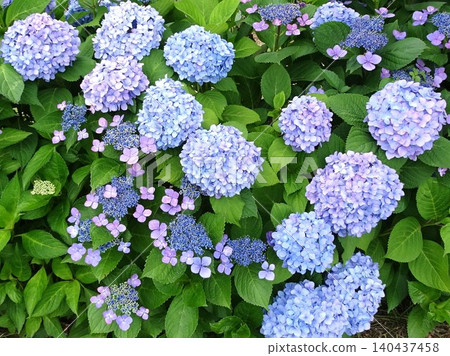 雨季的花朵 雨季的花朵 140437458