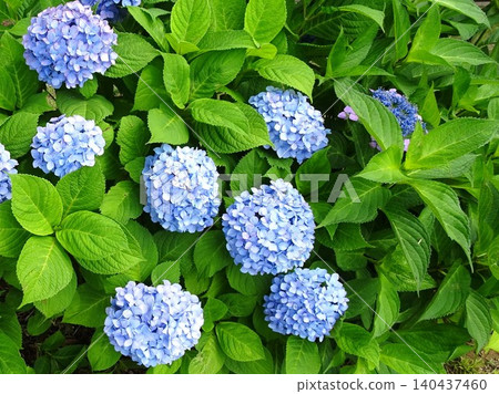 雨季的花朵 雨季的花朵 140437460