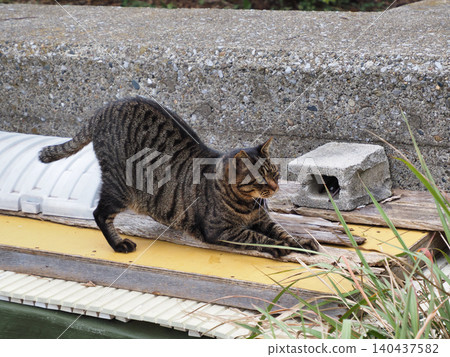 Cat scratching its claws 140437582