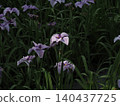 Purple-flowered iris 140437725