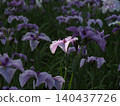 White irises 140437726