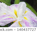 Iris that gets wet in the rain 140437727