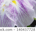 White irises 140437728