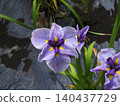 Purple irises blooming by the water 140437729
