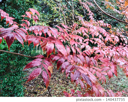 Autumn leaves Autumn leaves 140437735