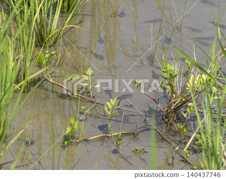 A rice paddy scene with tadpoles swimming. A rice paddy scene with tadpoles swimming. 140437746
