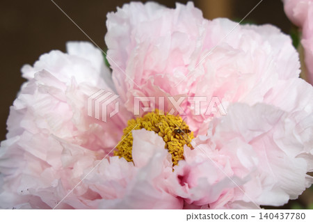 April 25 2026 Soft Pink Peony Blossom With Pollinating Insect 140437780