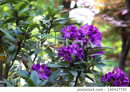 April 25 2026 Purple Rhododendron Blossoms Blooming In Lush Garden April 25 2026 Purple Rhododendron Blossoms Blooming In Lush Garden 140437785