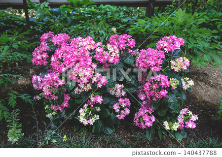 April 25 2026 Pink Hydrangea Bush Blooming In Lush Garden April 25 2026 Pink Hydrangea Bush Blooming In Lush Garden 140437788