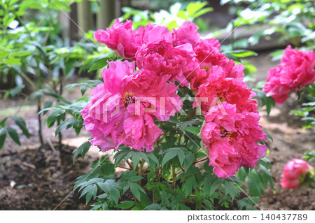 April 25 2026 Vibrant Pink Peony Blossoms Blooming In Garden April 25 2026 Vibrant Pink Peony Blossoms Blooming In Garden 140437789