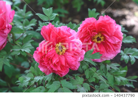 April 25 2026 Red Peony Blossom Blooming In Japanese Garden April 25 2026 Red Peony Blossom Blooming In Japanese Garden 140437790
