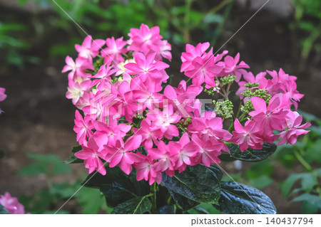 April 25 2026 Vibrant Pink Peony Blossoms Blooming In Garden April 25 2026 Vibrant Pink Peony Blossoms Blooming In Garden 140437794