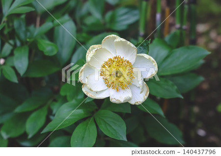 April 25 2026 White Peony Blossom With Yellow Stamens April 25 2026 White Peony Blossom With Yellow Stamens 140437796
