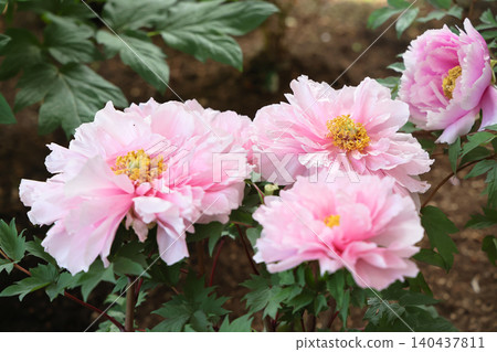 April 25 2026 Soft Pink Peony Blossom With Pollinating Insect April 25 2026 Soft Pink Peony Blossom With Pollinating Insect 140437811
