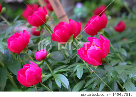 April 25 2026 Vibrant Pink Peony Flowers Blooming In Garden April 25 2026 Vibrant Pink Peony Flowers Blooming In Garden 140437813