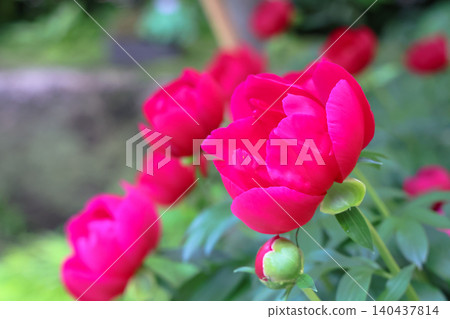 April 25 2026 Vibrant Pink Peony Flowers Blooming In Garden April 25 2026 Vibrant Pink Peony Flowers Blooming In Garden 140437814