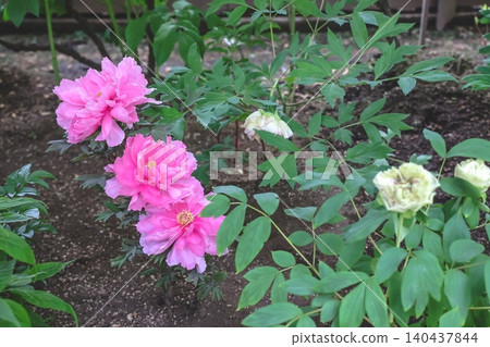 April 25 2026 Soft Pink Peony Blossom With Pollinating Insect April 25 2026 Soft Pink Peony Blossom With Pollinating Insect 140437844