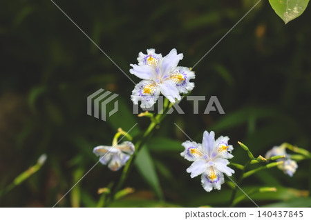 April 25 2026 White Fringed Iris Flowers Blooming In Garden April 25 2026 White Fringed Iris Flowers Blooming In Garden 140437845