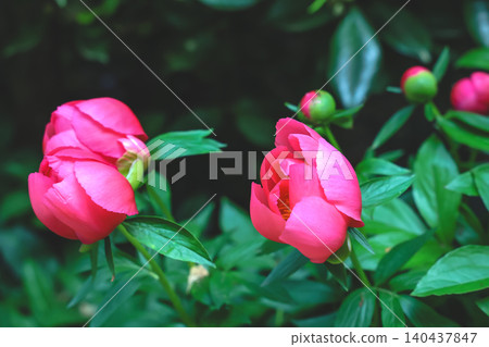April 25 2026 Vibrant Pink Peony Flowers Blooming In Garden April 25 2026 Vibrant Pink Peony Flowers Blooming In Garden 140437847