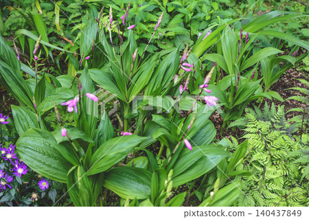 April 25 2026 Orchid Buds Rising Among Lush Green Foliage April 25 2026 Orchid Buds Rising Among Lush Green Foliage 140437849