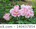April 25 2026 Soft Pink Peony Blossom With Pollinating Insect 140437854