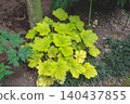 April 25 2026 Plant With Vibrant Leaves In Shaded Garden 140437855
