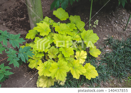 April 25 2026 Plant With Vibrant Leaves In Shaded Garden April 25 2026 Plant With Vibrant Leaves In Shaded Garden 140437855