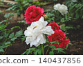 April 25 2026 Pale Pink Peonies Blooming In Japanese Garden 140437856
