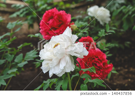 April 25 2026 Pale Pink Peonies Blooming In Japanese Garden April 25 2026 Pale Pink Peonies Blooming In Japanese Garden 140437856