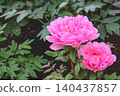 April 25 2026 Red Peony Blossom Blooming In Japanese Garden 140437857