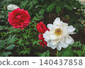 April 25 2026 Pale Pink Peonies Blooming In Japanese Garden 140437858