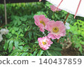 April 25 2026 Red Peony Blossom Blooming In Japanese Garden 140437859