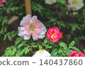 April 25 2026 Red Peony Blossom Blooming In Japanese Garden 140437860