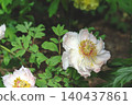 April 25 2026 Pale Pink Peonies Blooming In Japanese Garden 140437861