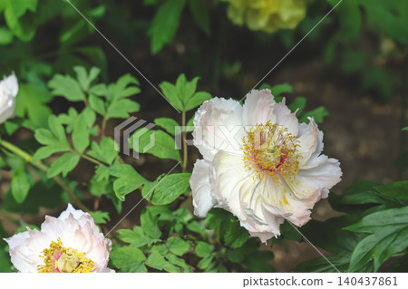 April 25 2026 Pale Pink Peonies Blooming In Japanese Garden April 25 2026 Pale Pink Peonies Blooming In Japanese Garden 140437861
